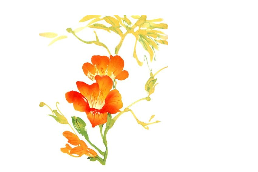 成都美术培训丨色彩花卉该如何画？